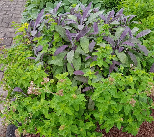 Salbei Purpurescens Salvia Officinalis Und Origanum Vulgare Sind Wichtige Heil — Stok Foto