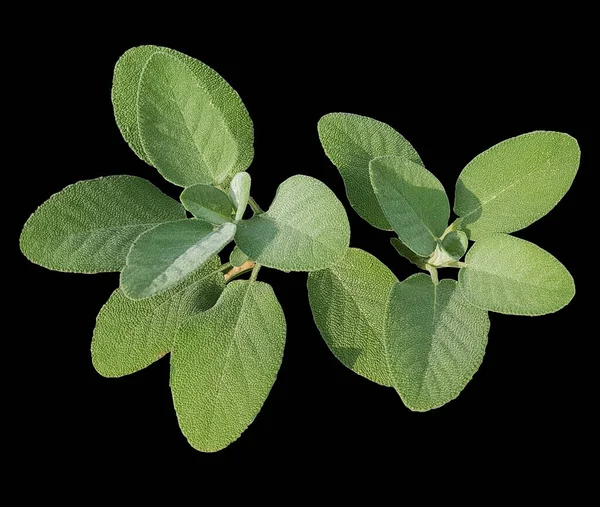 Salbei Salvia Officinalis Breitblaettrig Culinaria — Stok Foto