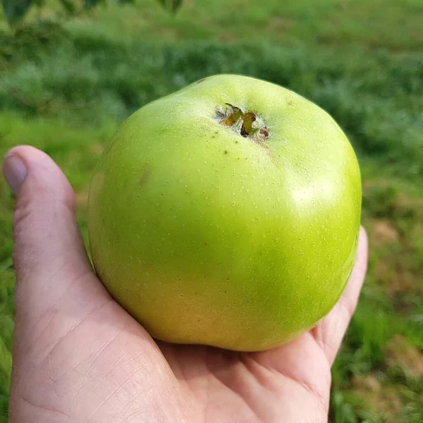 Jacob Label Apfel Malus Domestica Alte Apfelsorten — Stockfoto