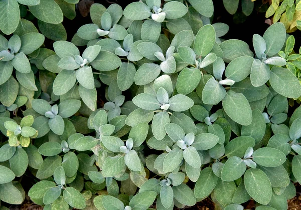 Folhas Verdes Uma Fábrica — Fotografia de Stock