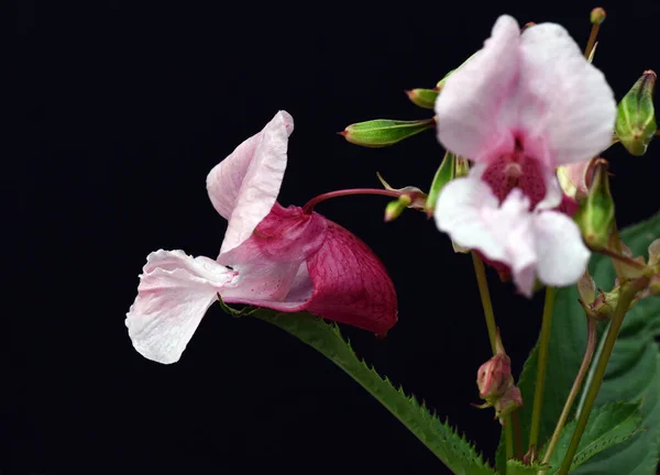 Gyönyörű Rózsaszín Orchidea Virág Fekete Háttér — Stock Fotó
