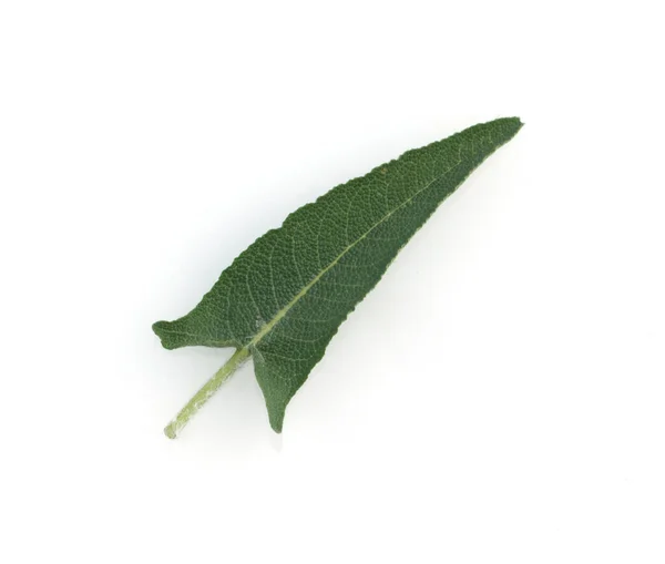 Salbei Salvia Canariensis Salbeipflanze — Φωτογραφία Αρχείου