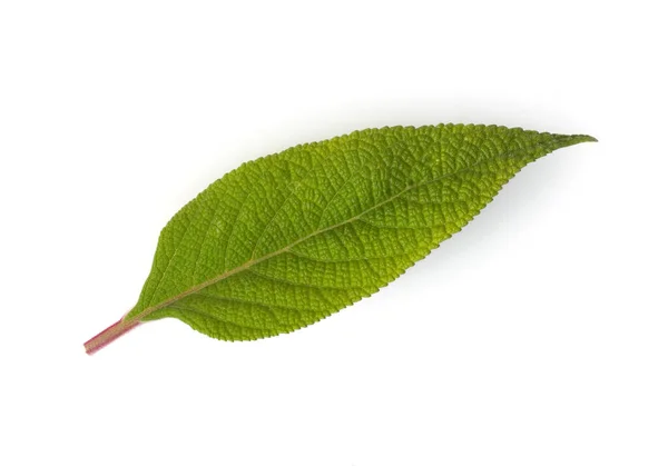 Zielony Liść Białym Tle Roślina — Zdjęcie stockowe