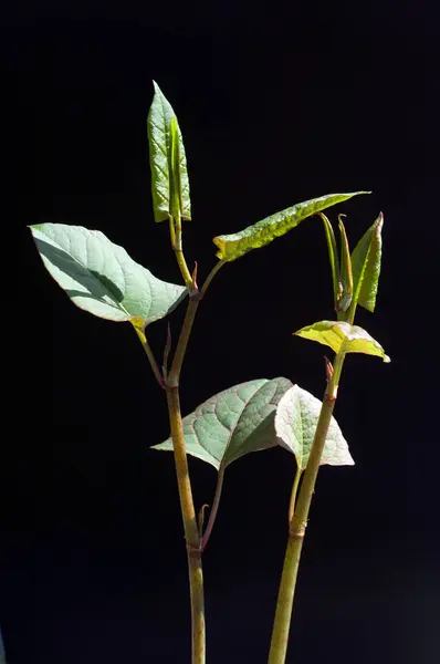 Plante Verte Dans Jardin — Photo