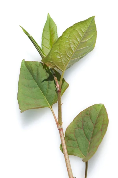 Green Leaves Tree White Background — Stock Photo, Image