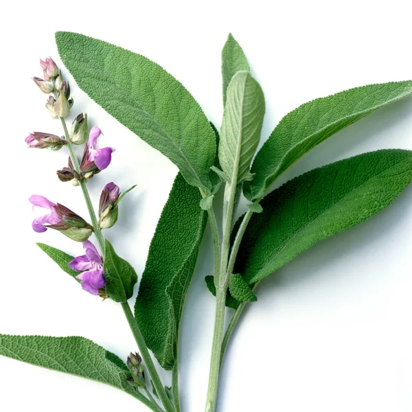 Salbei Salvia Officinalis Kraeuterpflanze Heilpflanzen — Fotografia de Stock