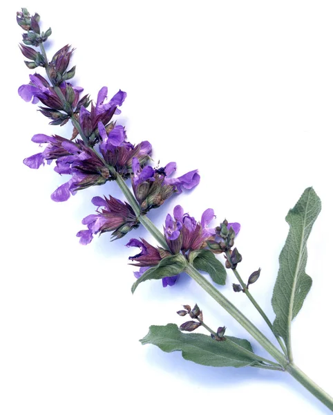 Salbei Salvia Officinalis Kraeuterpflanze Heilpflanzen — Photo