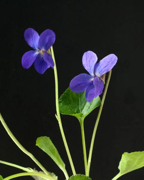 Фіолетова Квітка Чорному Тлі — стокове фото