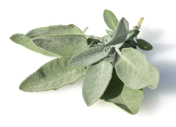 Färska Gröna Blad Salvia Isolerad Vit Bakgrund — Stockfoto
