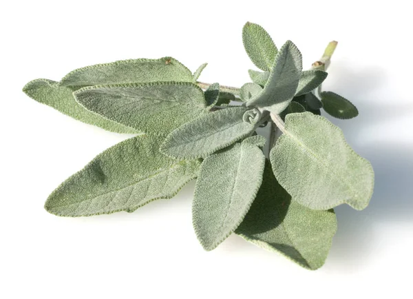 Hojas Verdes Frescas Salvia Aisladas Sobre Fondo Blanco — Foto de Stock