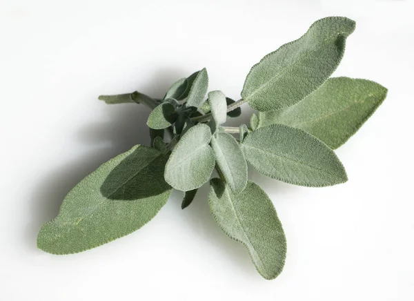 Πράσινα Φύλλα Φασκόμηλου Απομονωμένα Λευκό Φόντο — Φωτογραφία Αρχείου