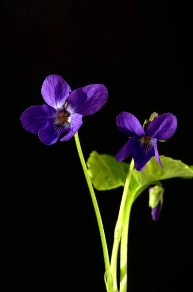 Hermosas Flores Púrpuras Sobre Fondo Negro — Foto de Stock