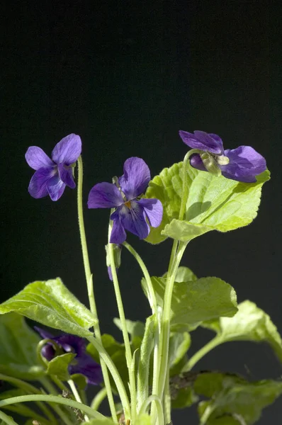 Duftveilchen Viola Odorata Blume — Fotografia de Stock