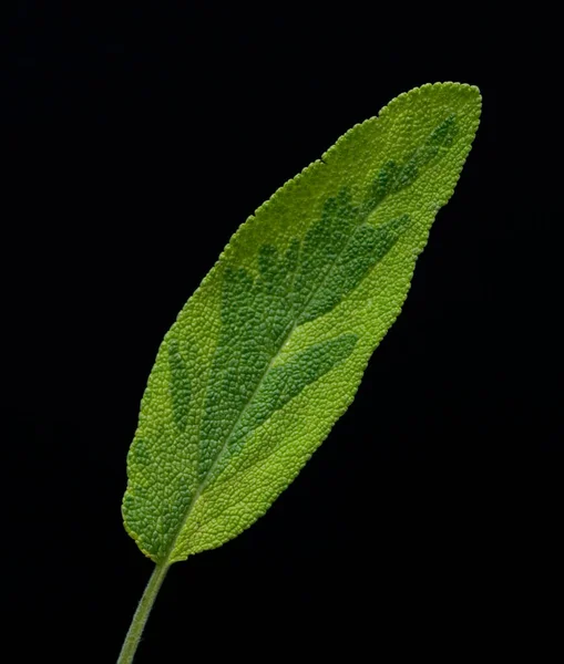 Salbei Salvia Officinalis Iceterina — Stock Fotó