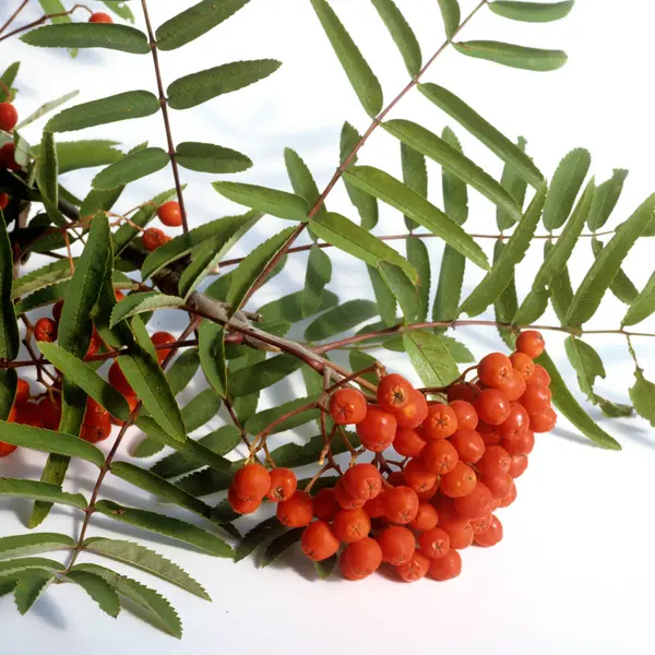 Kırmızı Rowan Meyveleri Bir Dalda — Stok fotoğraf