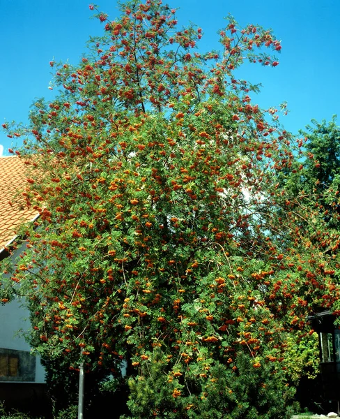 Piękne Czerwone Jabłoń Ogrodzie — Zdjęcie stockowe