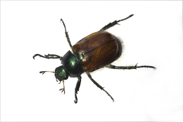 白色背景上一只黑色甲虫的特写镜头 — 图库照片