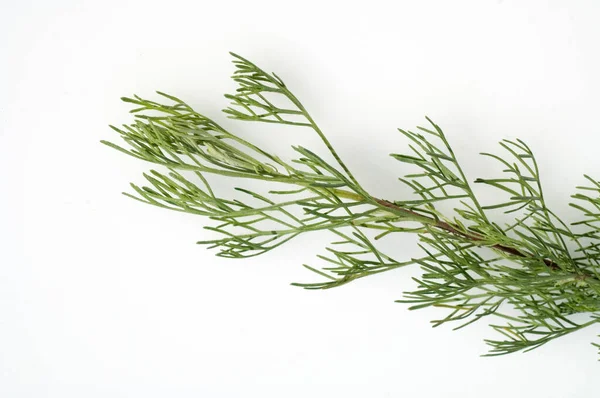 Eberraute Artemisia Abrotanum Heilpflanze Kraeuter Heilpflanzen — Zdjęcie stockowe