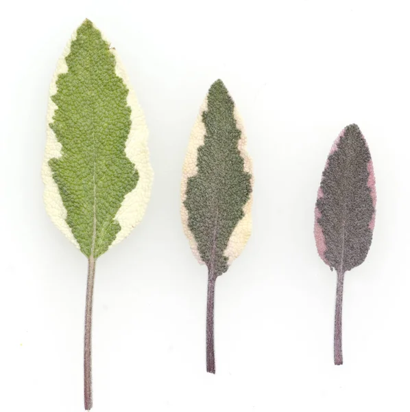Zelené Listy Rostliny Bílém Pozadí — Stock fotografie