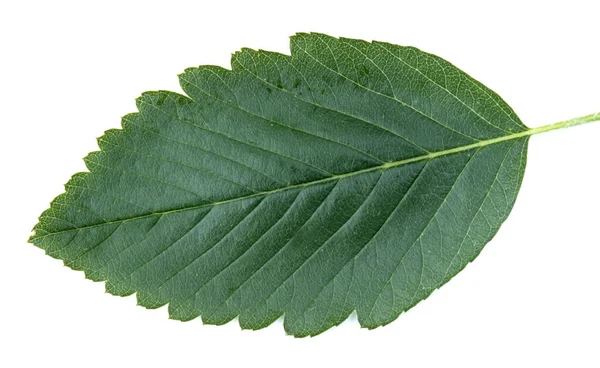 Zelený List Rostliny Izolované Bílém Pozadí — Stock fotografie