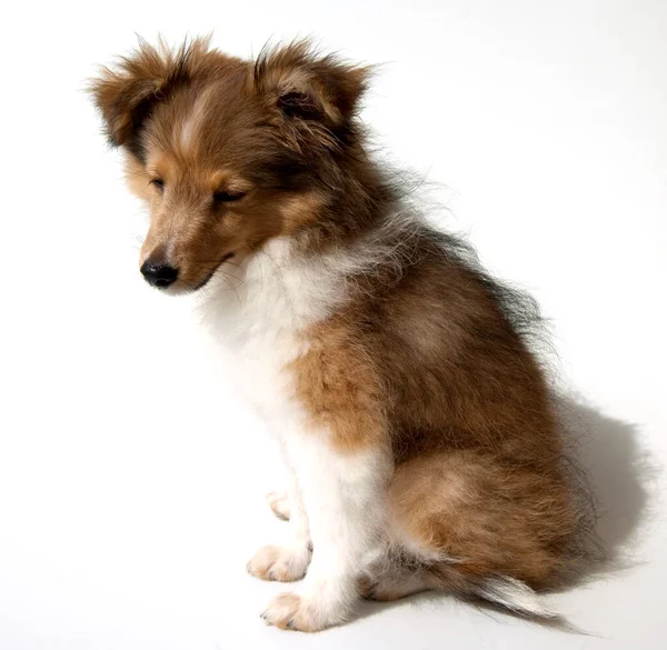 Junger Sheltie Mini Collie —  Fotos de Stock