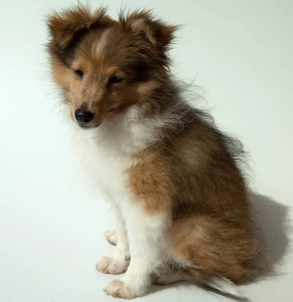 Junger Sheltie Mini Collie — Stock fotografie