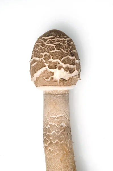 Mushroom Cone White Background — Stock Photo, Image