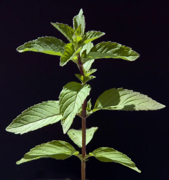 Pfefferminze Mentha Piperita Echte Pfefferminze Echte Minze Heilpflanzen — Φωτογραφία Αρχείου