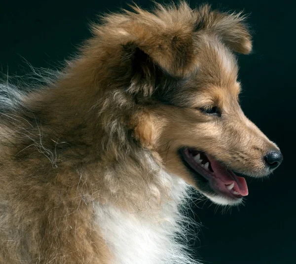 Junger Sheltie Mini Collie — Stock fotografie