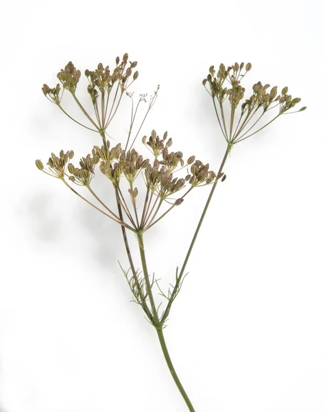 Kuemmel Echter Kuemmel Carum Carvi Heilpflanzen — kuvapankkivalokuva