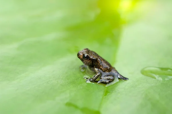 Jungfrosch Seerosen Junge Kroete — Fotografia de Stock