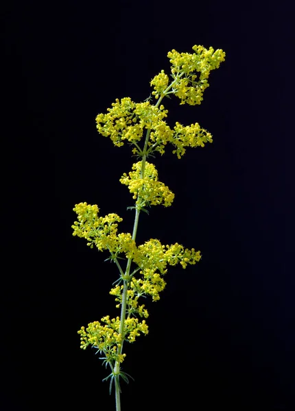 Krásný Botanický Záběr Přírodní Tapety — Stock fotografie