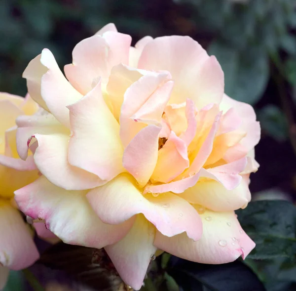 Schöne Rosen Garten — Stockfoto