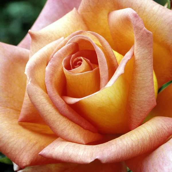 Bellissimo Fiore Rosa Giardino — Foto Stock
