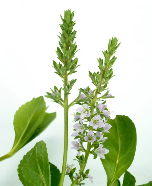 Ehrenpreis Veronica Officinalis Echter Waldehrenpreis Heilpflanzen — Stock Photo, Image