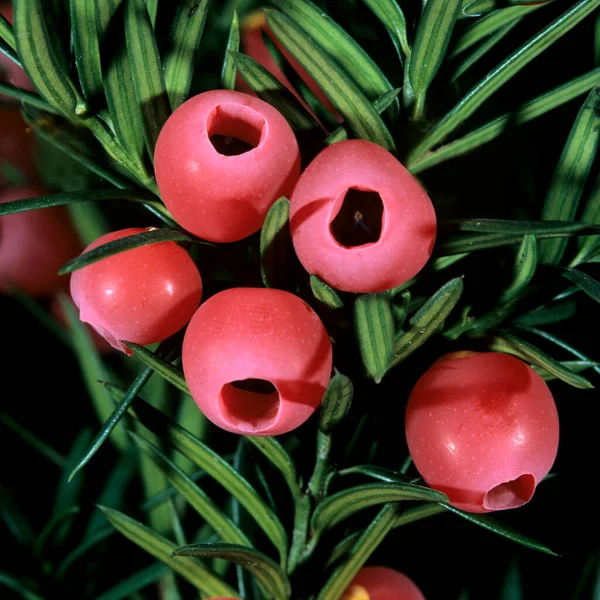 Eibe Taxus Baccata Heilpflanze Giftpflanze Beeren Heilpflanze Baum Hecke — Stockfoto