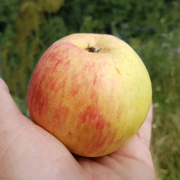 Juwel Aus Kirchwerder Apfel Malus Domestica Alte Apfelsorte — Zdjęcie stockowe