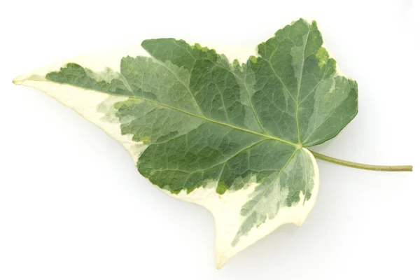 Efeu Hedera Helix Blatt — Φωτογραφία Αρχείου