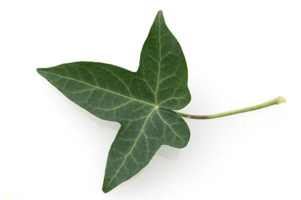 Efeu Hedera Helix Blatt — Φωτογραφία Αρχείου