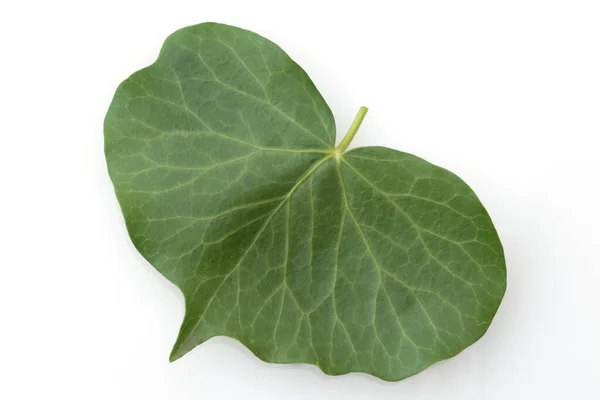 Efeu Hedera Helix Blatt — Φωτογραφία Αρχείου