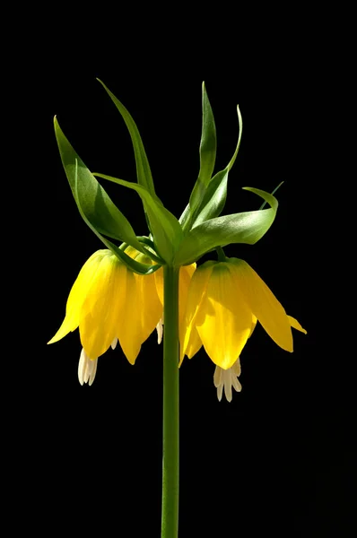 Желтый Цветок Черном Фоне — стоковое фото