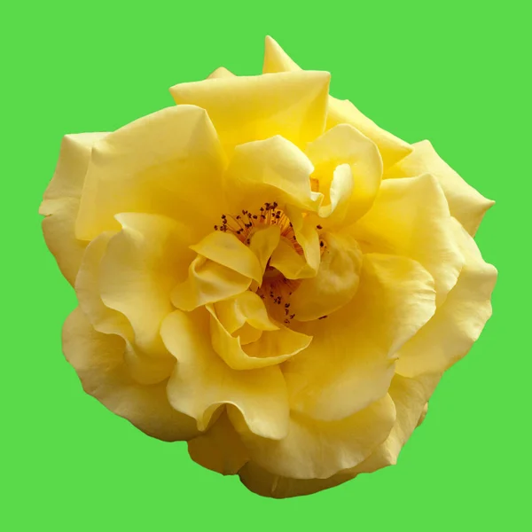 Hermosa Flor Amarilla Sobre Fondo Verde —  Fotos de Stock