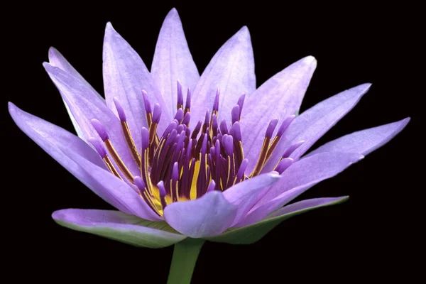 Blauer Aegyptischer Lotus Nymphaea Caerulea Wasserpflanzen —  Fotos de Stock