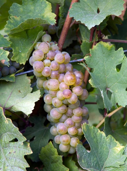 Raisins Sur Vigne — Photo