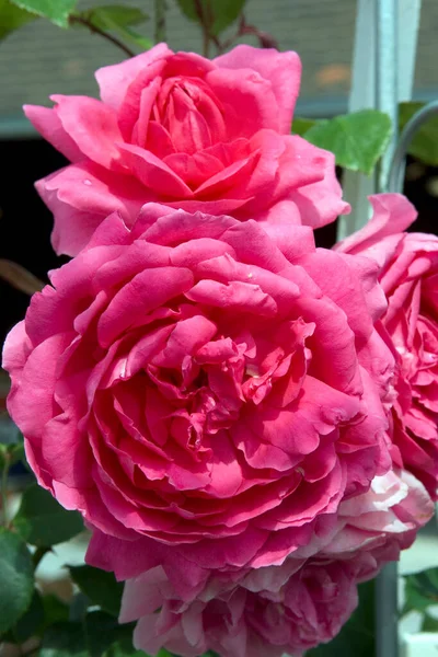 Piękne Różowe Róże Ogrodzie — Zdjęcie stockowe