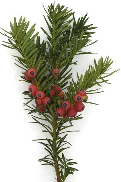 Weihnachtskranz Mit Roten Beeren Isoliert Auf Weißem Hintergrund — Stockfoto