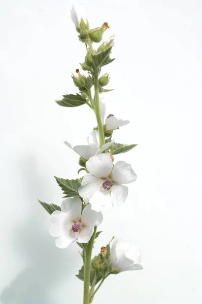 Eibisch Althaea Officinalis Althaea Heilpflanzen — Fotografia de Stock