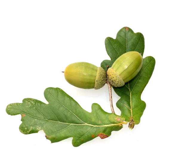 Eicheln Stieleiche Quercus Robur — Fotografia de Stock