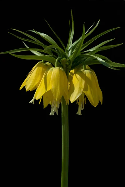 Kaiserkrone Fritillaria Kaiserkronen Verticillata — Fotografia de Stock