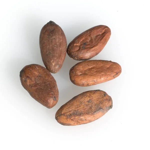 Kakaobohnen Theobroma Cacao Kakao — kuvapankkivalokuva